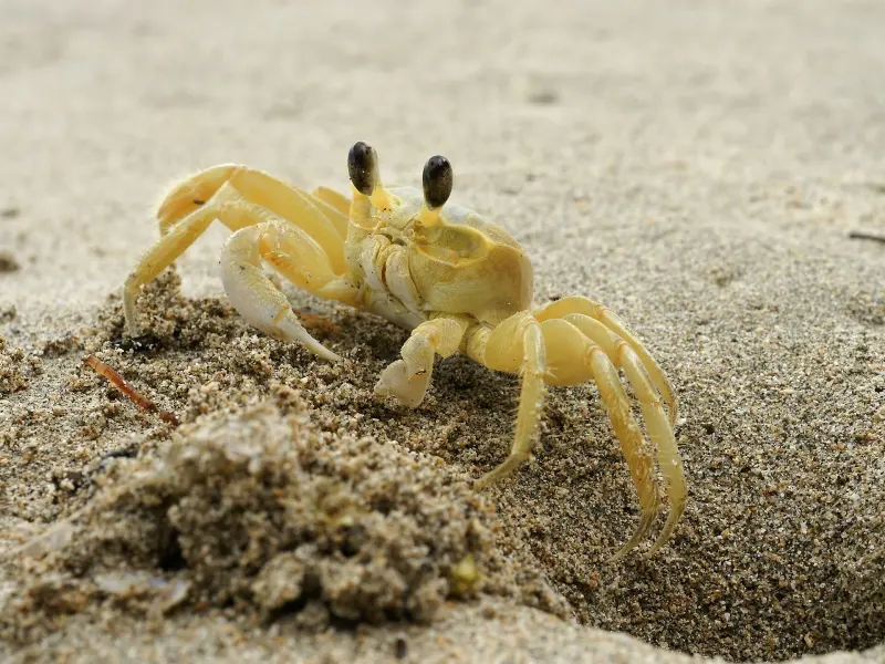 Cangrejo fantasma en Cahuita
