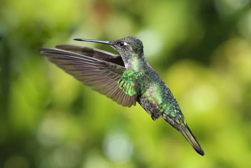 Colibrí