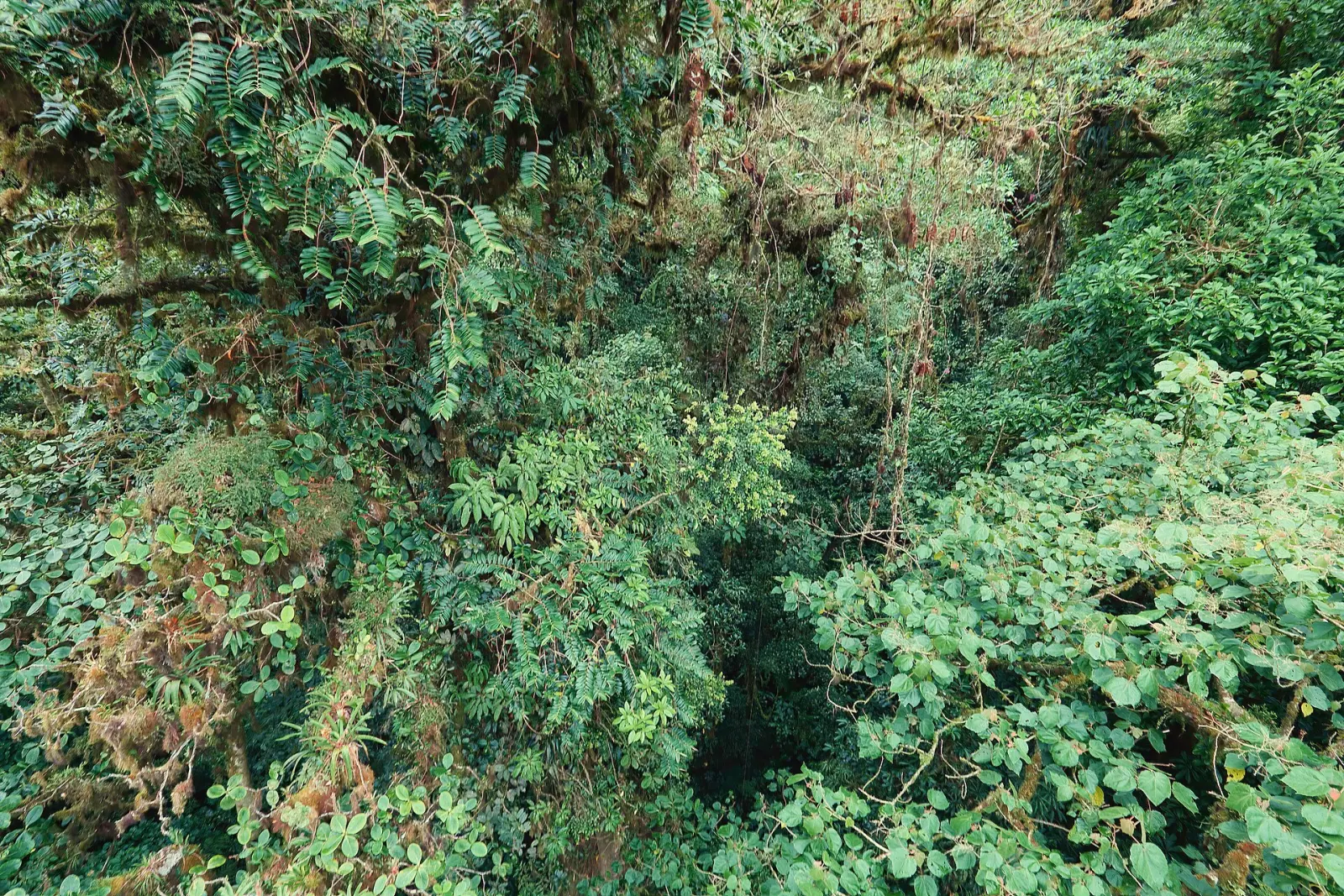 Monteverde