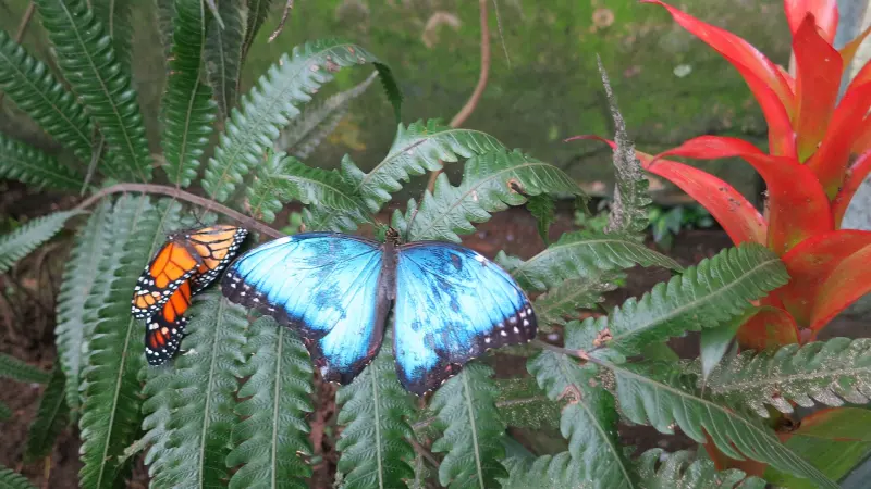 Mariposa morfo